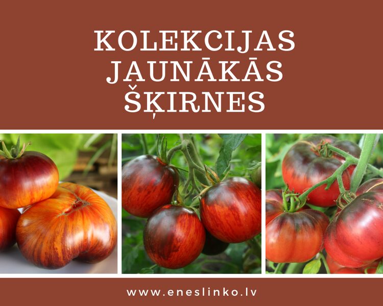 Kolekcijas jaunākās šķirnes
