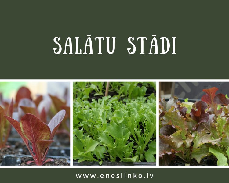 Salātu stādi