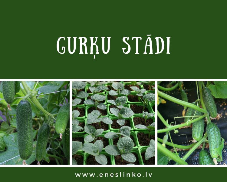 Gurķu stādi