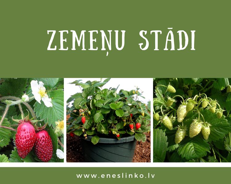Zemeņu stādi