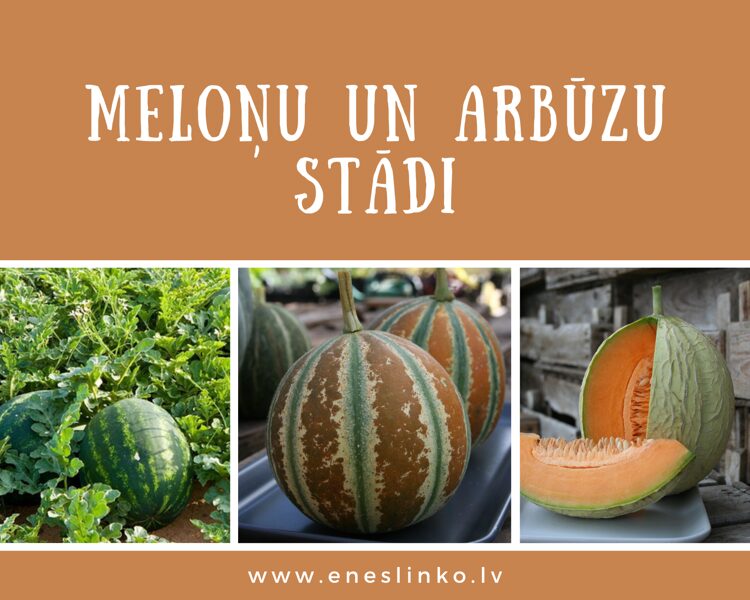 Meloņu un arbūzu stādi