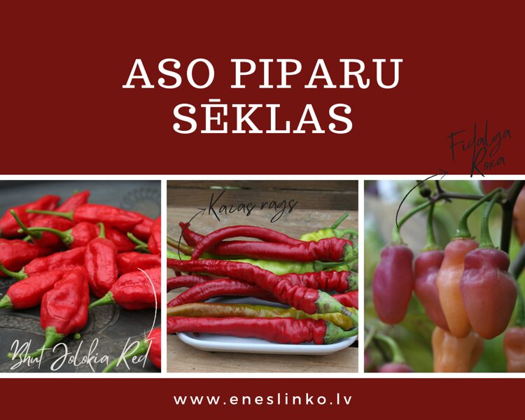 Aso piparu sēklas