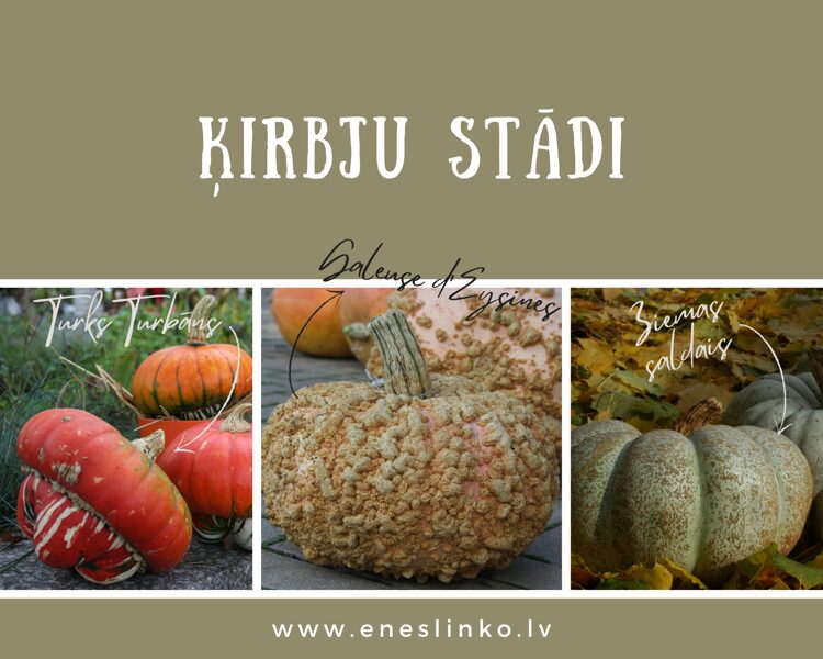 Ķirbju stādi