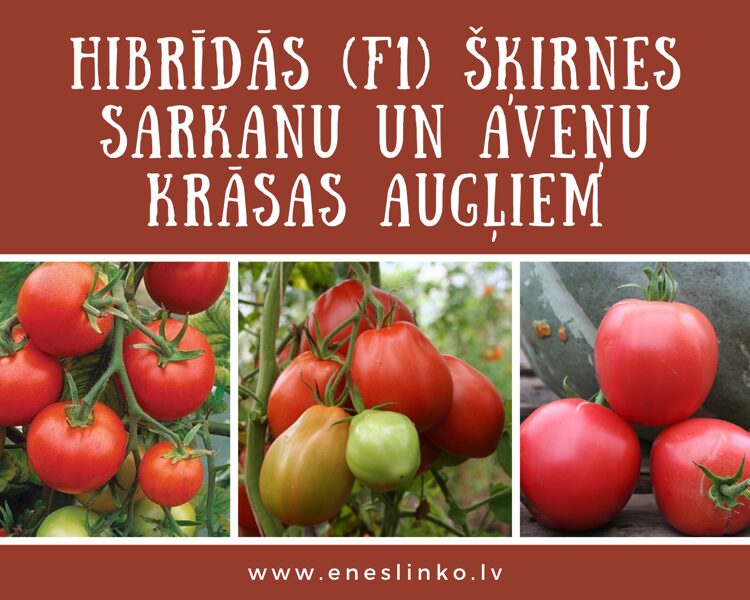 F1 šķirnes sarkanu un aveņu krāsas augļiem