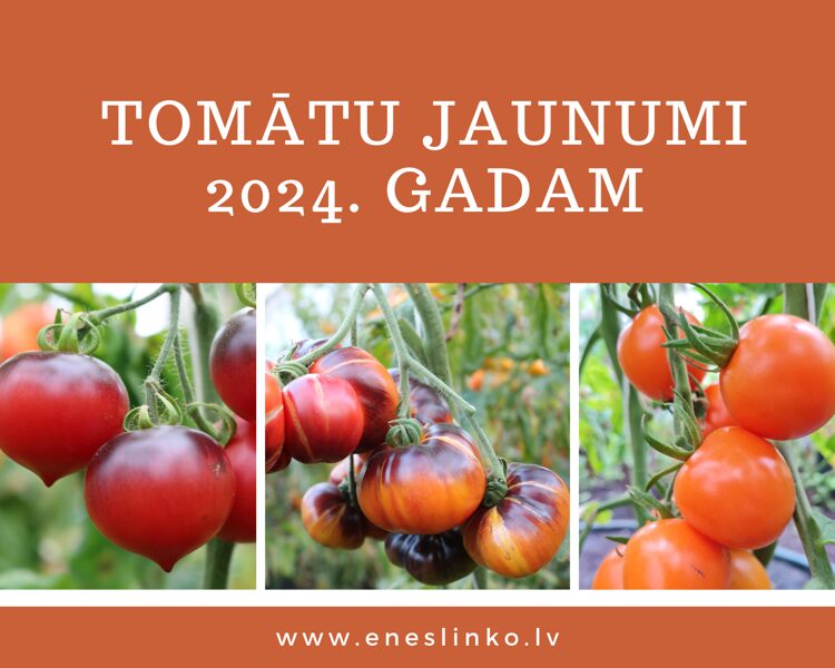 Jaunumi 2024. gadam
