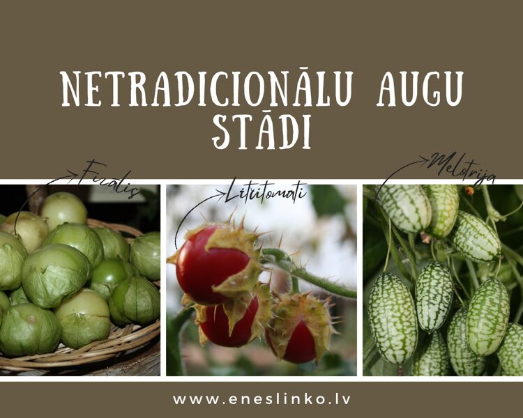 Netradicionālu augu stādi