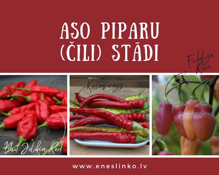 Aso piparu (čili) stādi