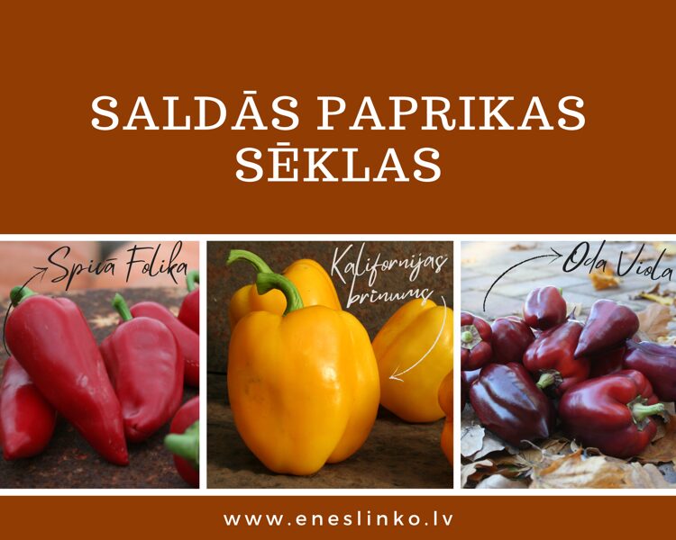 Saldās paprikas sēklas