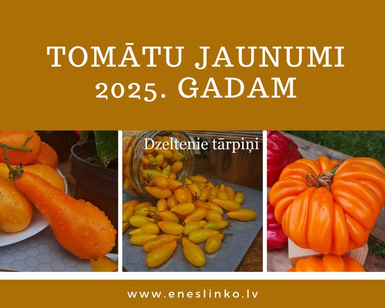 Jaunumi 2025. gadam