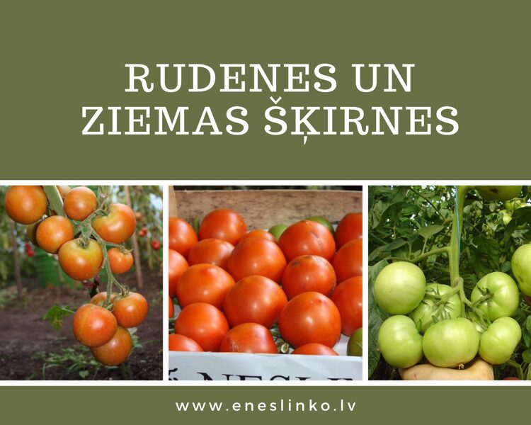 Zaļas krāsas augļiem