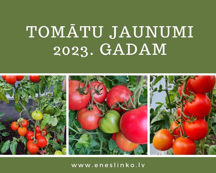 Jaunumi 2023. gadam