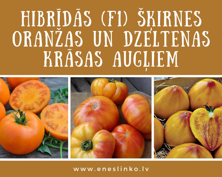 F1 šķirnes oranžas un dzeltenas krāsas augļiem