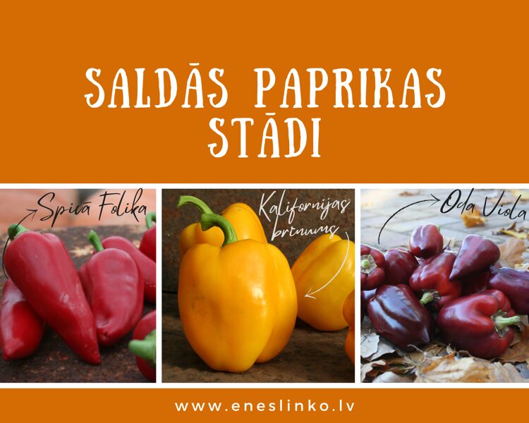 Saldās paprikas stādi