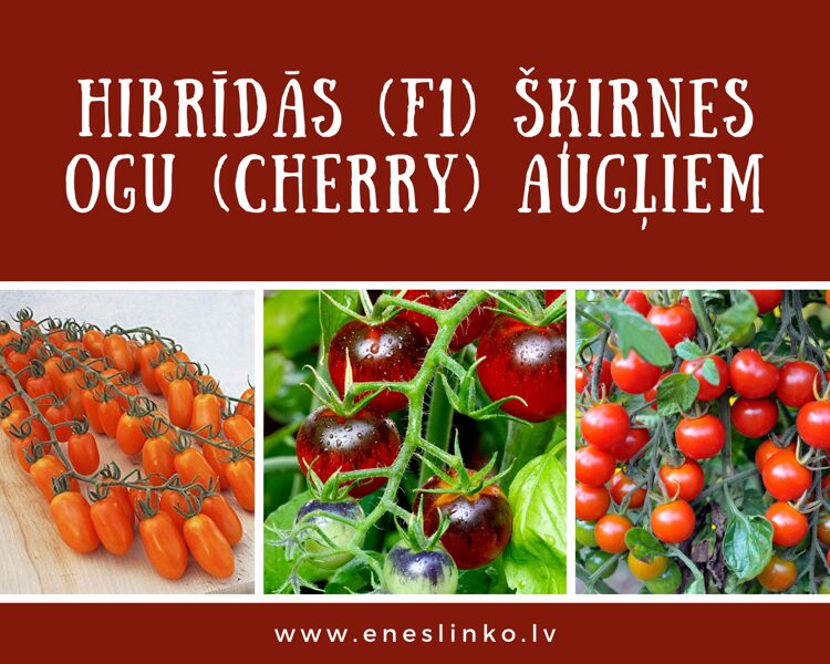 F1 šķirnes ogu (cherry) tomāti