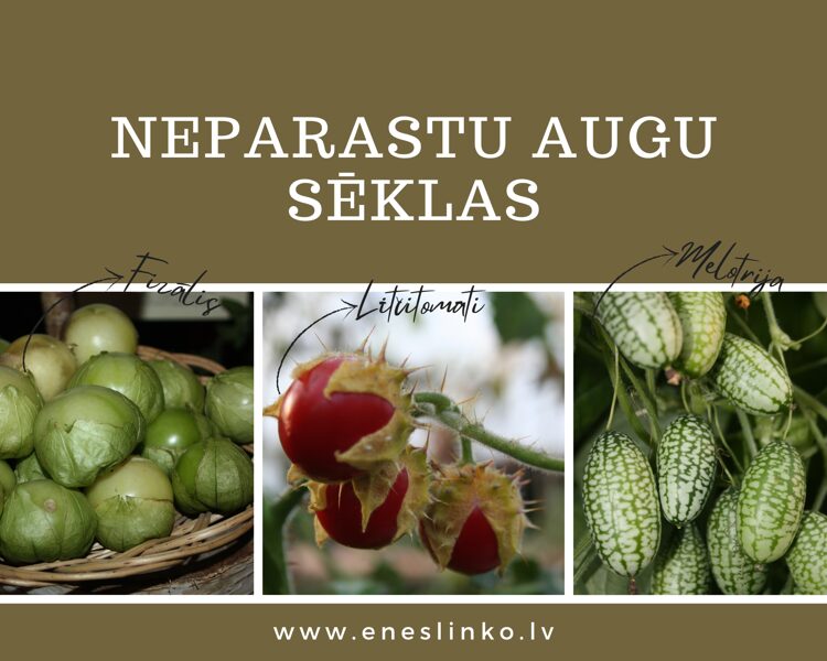 Netradicionālu augu sēklas