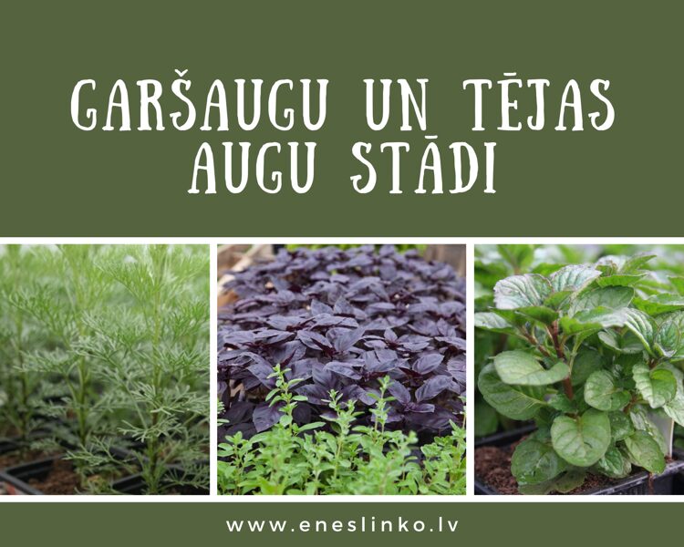 Garšaugu, tējas augu stādi