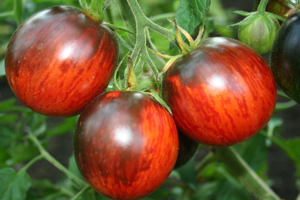 Gargamele (tomātu sēklas)
