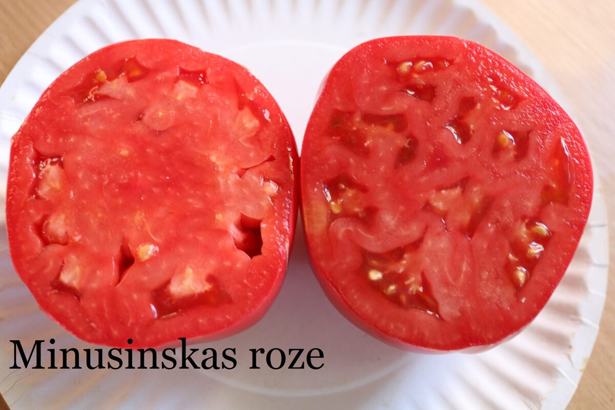 Minusinskas roze (tomātu sēklas)