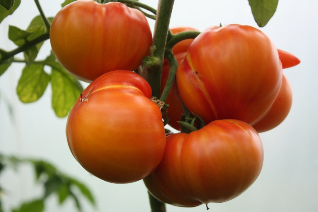 Divcolor tomāts (tomātu sēklas)