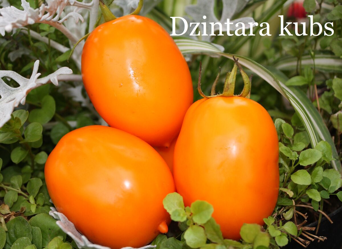 Dzintara kubs (tomātu sēklas)