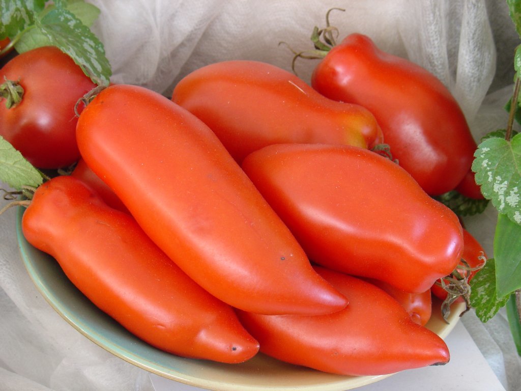 Piparveida sarkanie (tomātu sēklas)