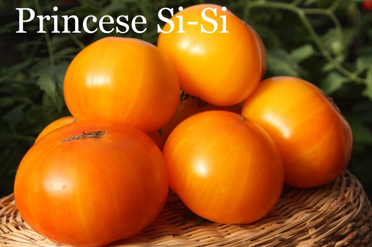 Princese SI-SI (tomātu sēklas)