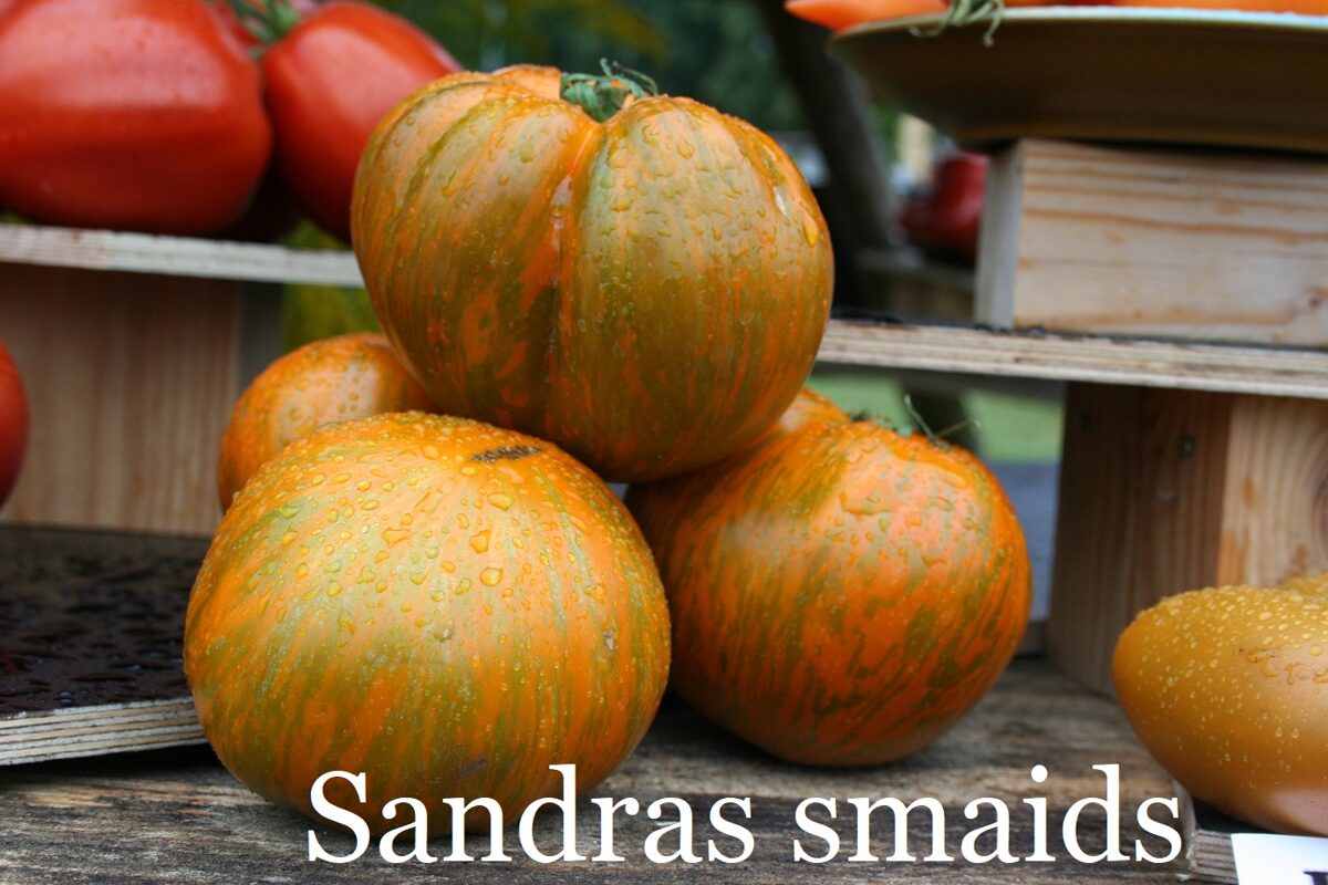Sandras smaids (tomātu sēklas)