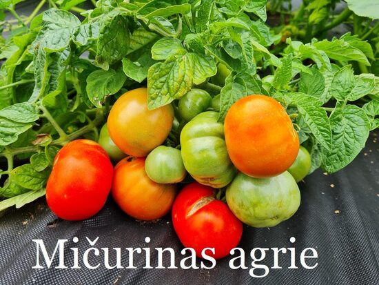 Mičurinas agrie (tomāta stāds podiņā)