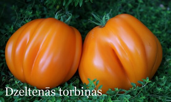 Dzeltenās torbiņas (tomāta stāds no kastes)