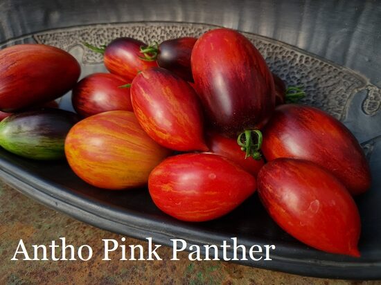 Antho Pink Panther (tomāta stāds podiņā)