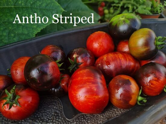 Antho Striped (tomāta stāds podiņā)