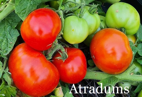 Atradums (tomātu stāds podiņā)