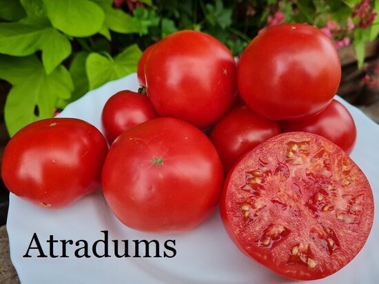 Atradums (tomātu stāds podiņā)