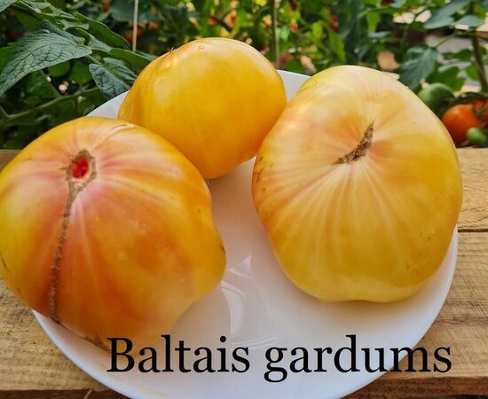 Baltais gardums (tomāta stāds podiņā)