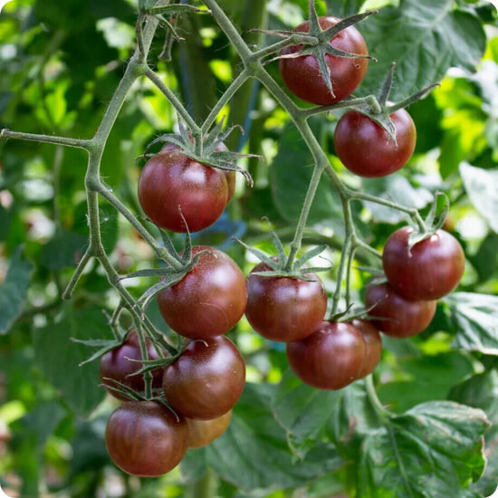 Black Cherry (tomāta stāds podiņā)