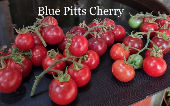 Blue Pitts Cherry (tomāta stāds podiņā)
