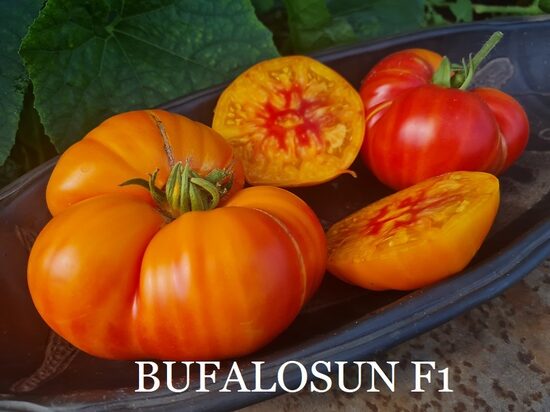 Buffalosun F1 (tomāta stāds podiņā)
