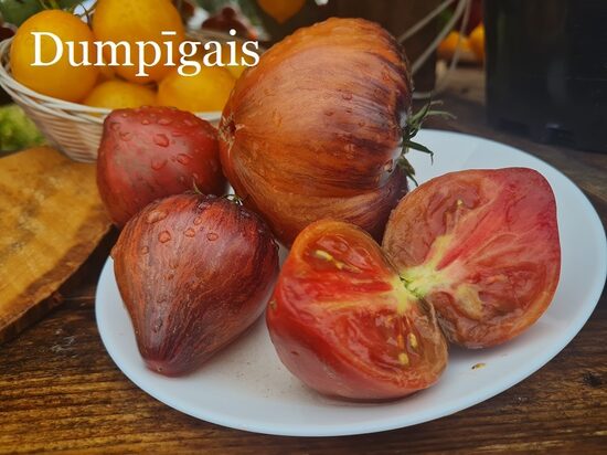 Dumpīgais (tomātu sēklas)