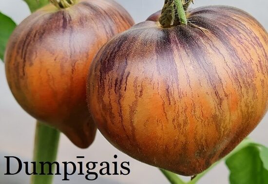 Dumpīgais (tomātu stāds podiņā)