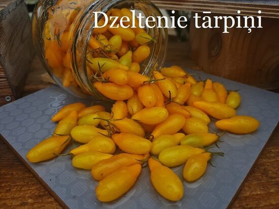 Dzeltenie tārpiņi (tomāta stāds podiņā)