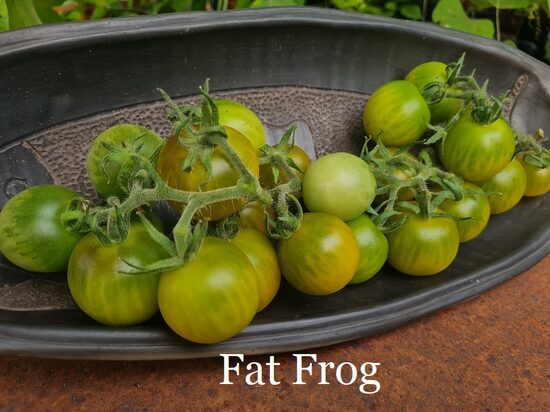 Fat Frog (tomāta stāds podiņā)