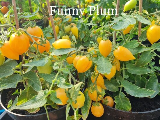Funny Plum (tomāta stāds podiņā)