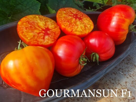 Gourmansun F1 (tomāta stāds podiņā)