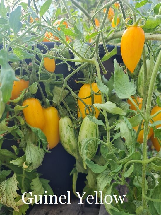 Guinel Yellow (neliels tomāta stāds podiņā)