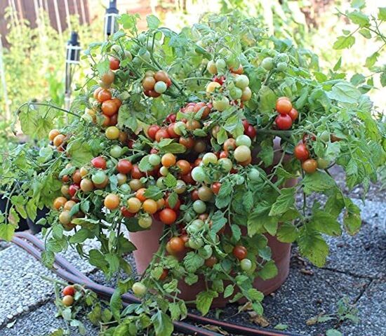 Ho-ja-jā (tomāta stāds podiņā)