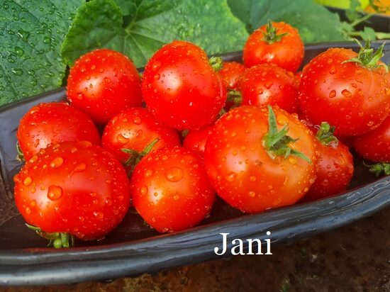 Jani (tomāta stāds podiņā)