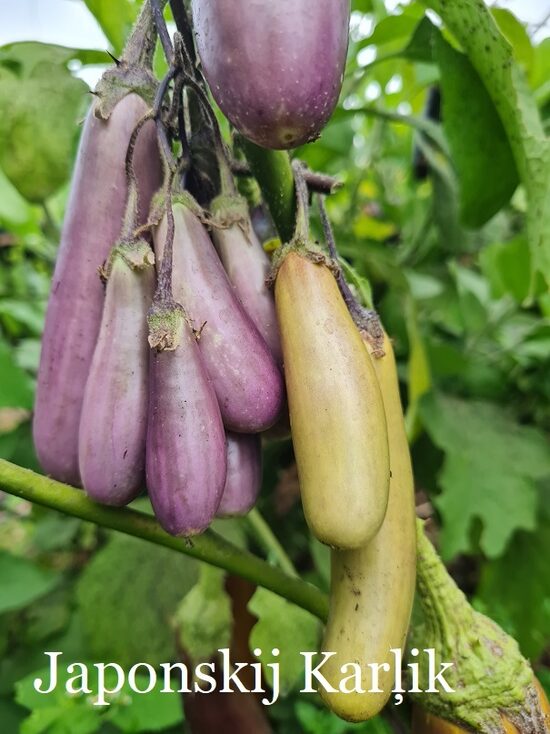 Japonskij Karļik (baklažāna stāds podiņā)