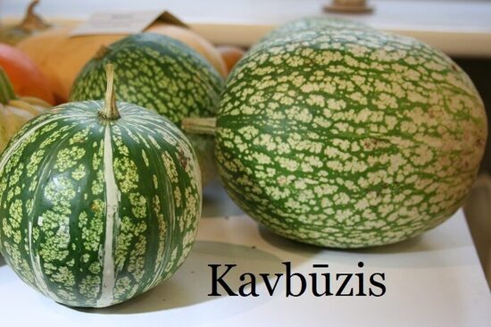 Kavbūzis (ķirbja stāds podiņā)