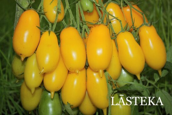 Lāsteka (tomāta stāds podiņā)