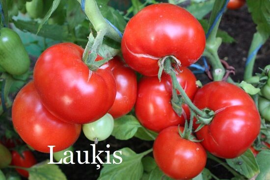 Lauķis (tomāta stāds podiņā)